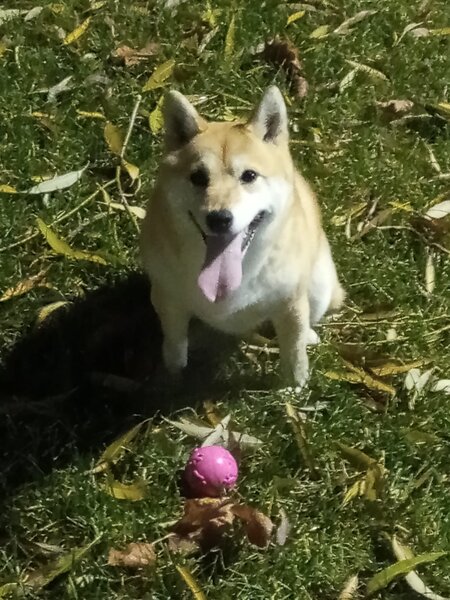 Shiba Inu, parinti campioni cu pedigree